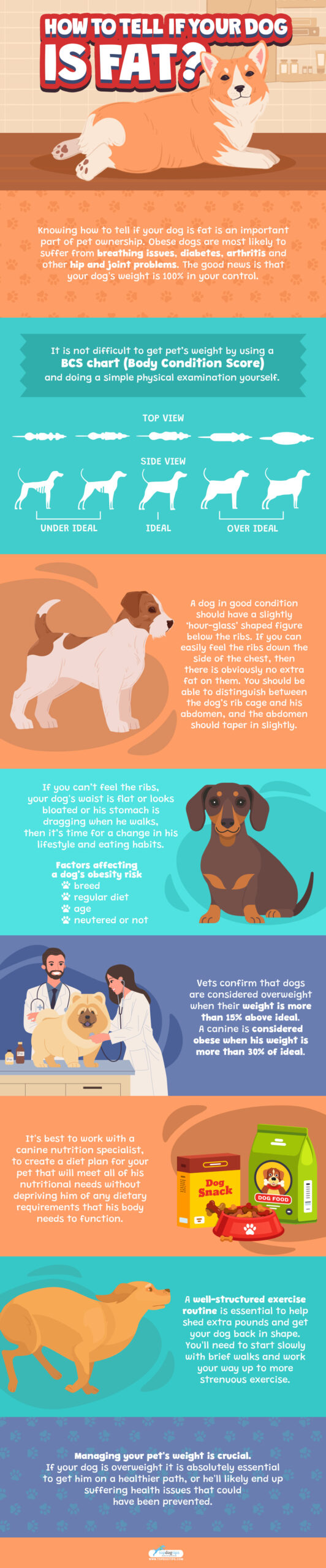 How to Tell if Your Dog is Fat Infographic