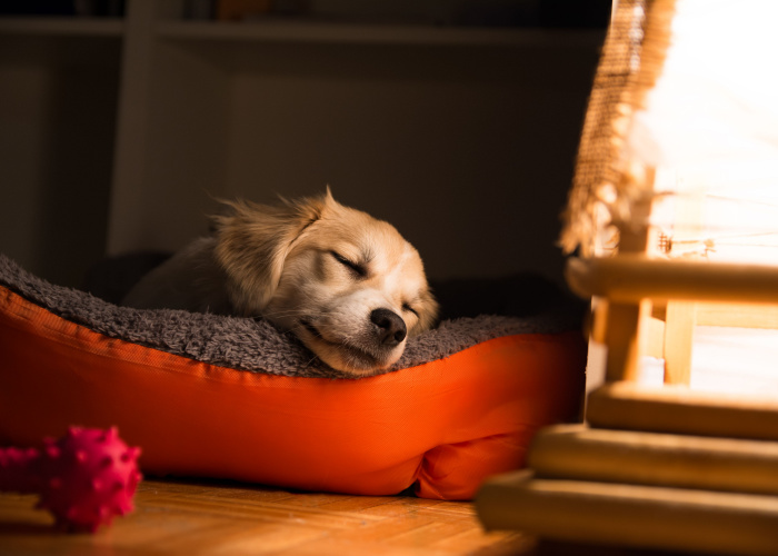 How to Tire a Puppy Out Before Bed