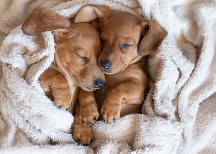 How to tire out puppies for bedtime