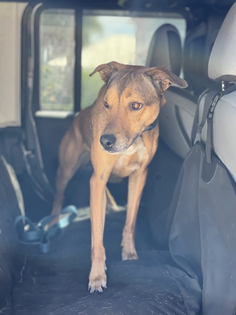 Sasha inside a car before a road trip