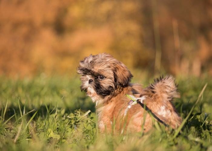 Imperial Shih Tzu