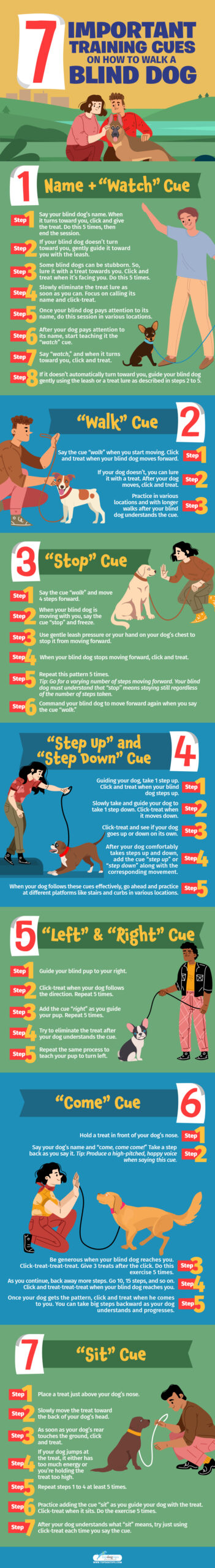 Important Training Cues On How To Walk A Blind Dog - Infographic #1