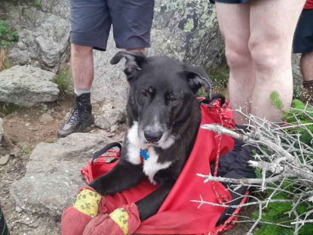 Injured Dog Bruno being Rescued From Mt. Jefferson | Photo Courtesy: Zippy