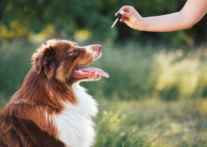 Is Oregano Oil safe for dogs?