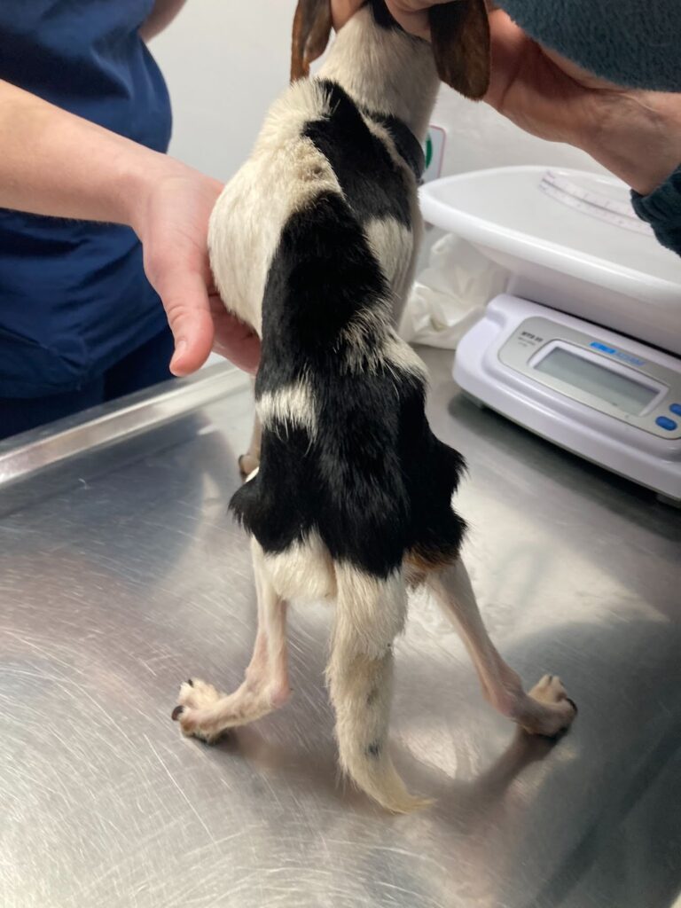 Jack Russell being weighed by RSPCA staff Image By: RSPCA