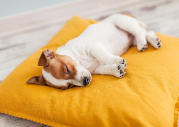 Jack Russell terrier puppy sleeping peacefully