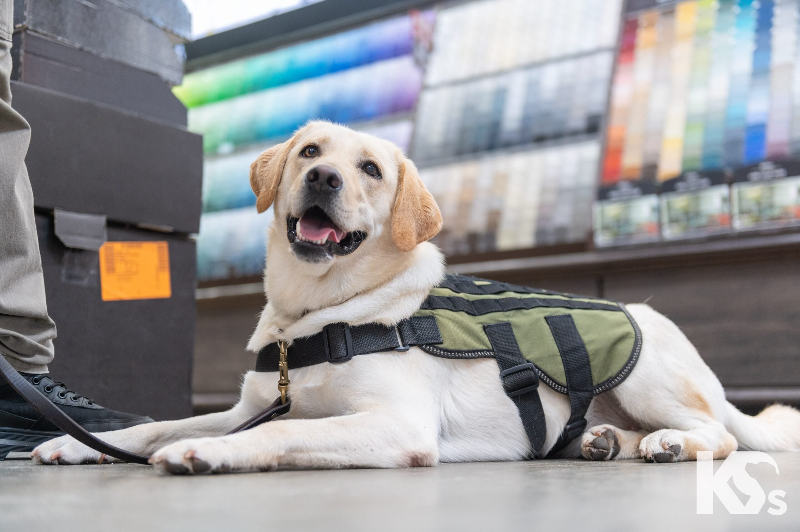 One of the Service Dogs in K9s for Warriors | Source: K9s for Warriors