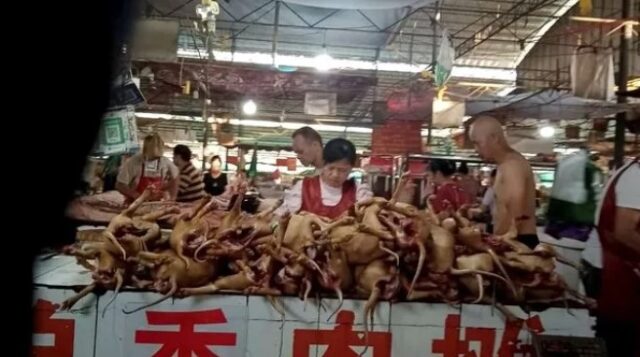 Killing and selling of dog meat at the Yulin dog meat festival in China