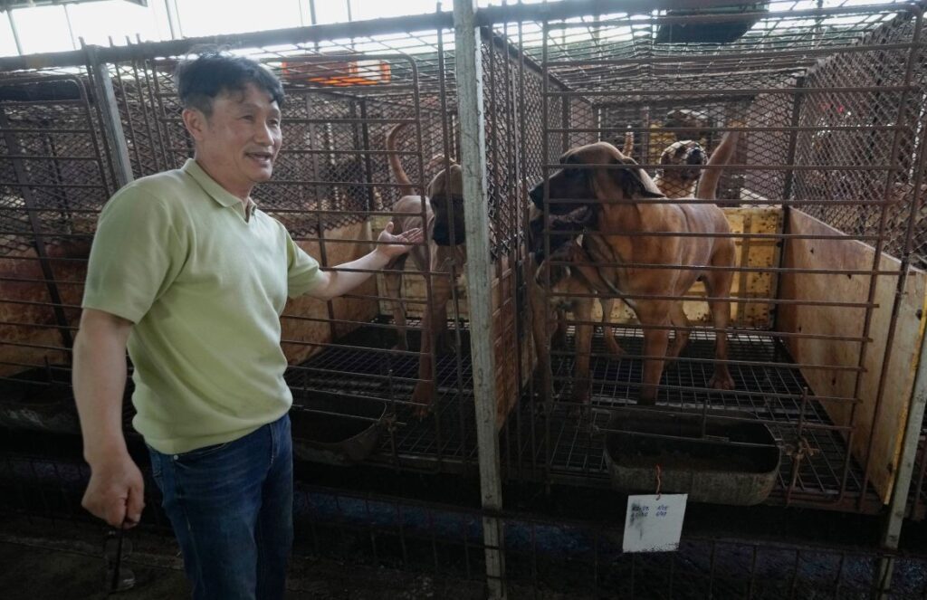 Kim Jong-kil at his dog farm in Pyeongtaek (Image by Ahn Young-joon/AP Photo)