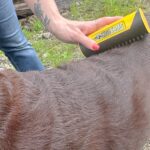 Using King Komb Dog Grooming and Deshedding Tool on my chocolate dog