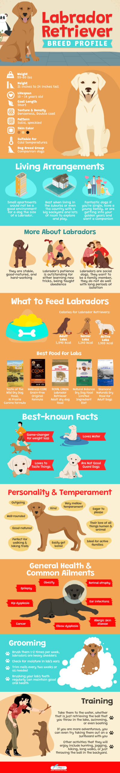 Labrador Retriever Dog Breed Profile Infographic