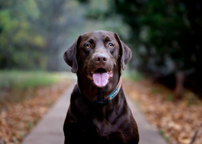 Labradror Retriever Dog Breed