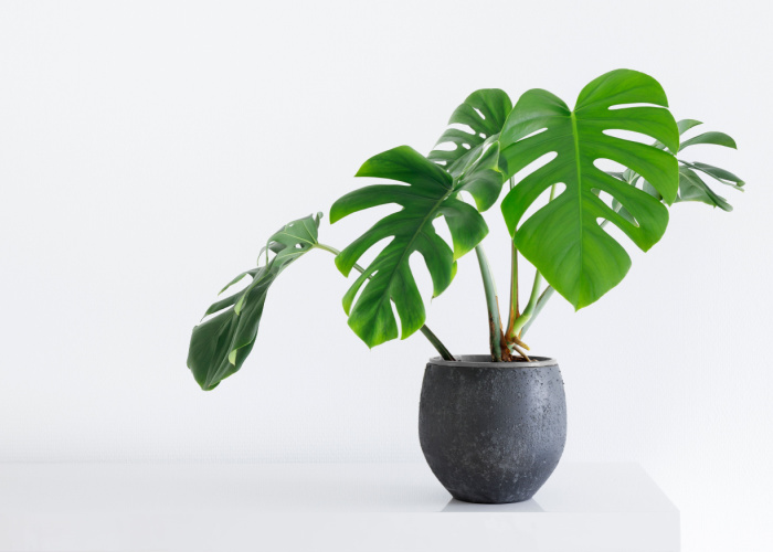 Monstera Plant