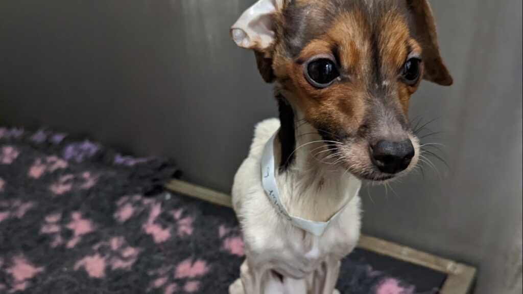 Neglected Jack Russell Terrier Image by: RSPCA