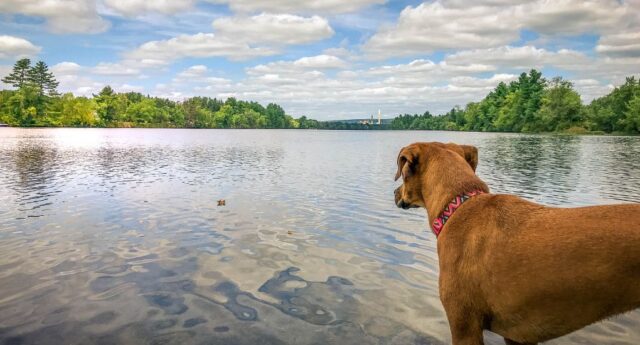 New Hampshire Pet Stores, Dog Parks, Grooming, And More Featured Image