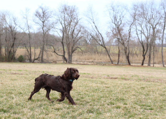 Brown dog walking in a park in New Jersey