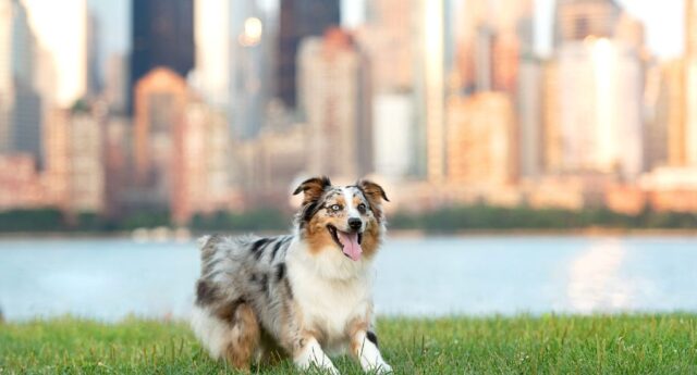 New Jersey Pet Stores, Dog Parks, Grooming, And More Featured Image