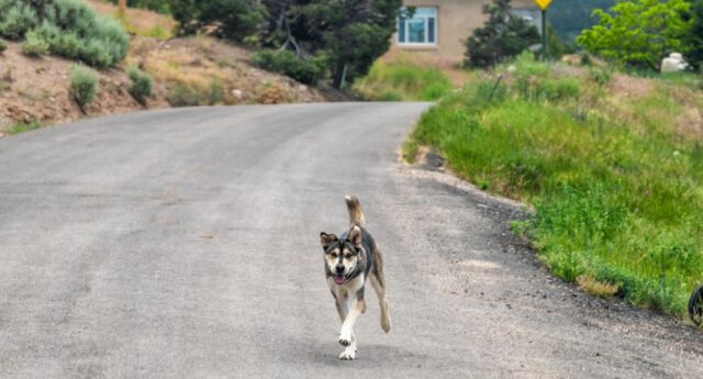 New Mexico Pet Stores Featured Pet Stores