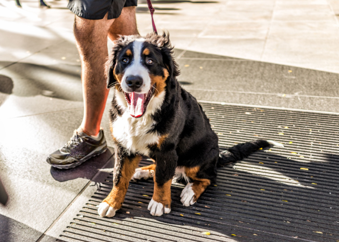 Dog on a leash in a New York street