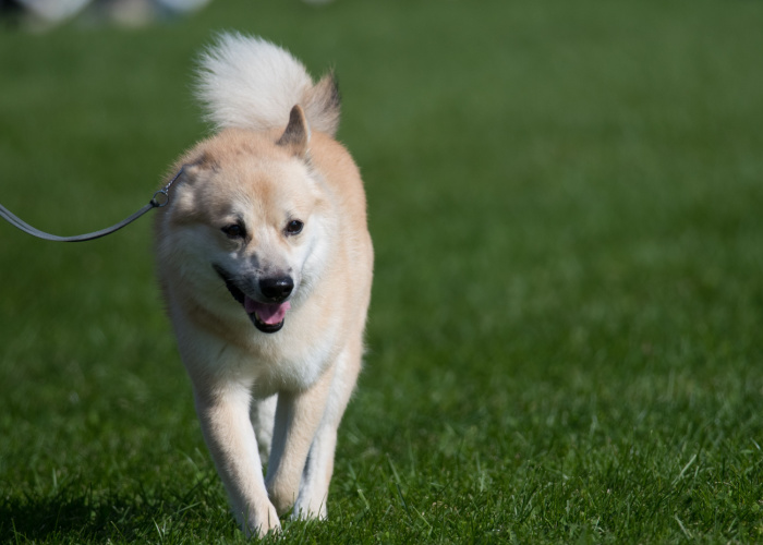 Norsk Buhund Close Up Walking