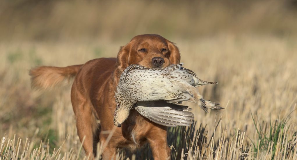 North Dakota Pet Stores Featured Image