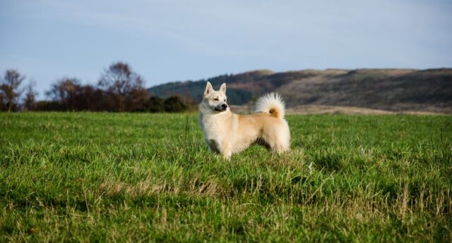 Norwegian Buhund Dog Breed Profile Featured Image