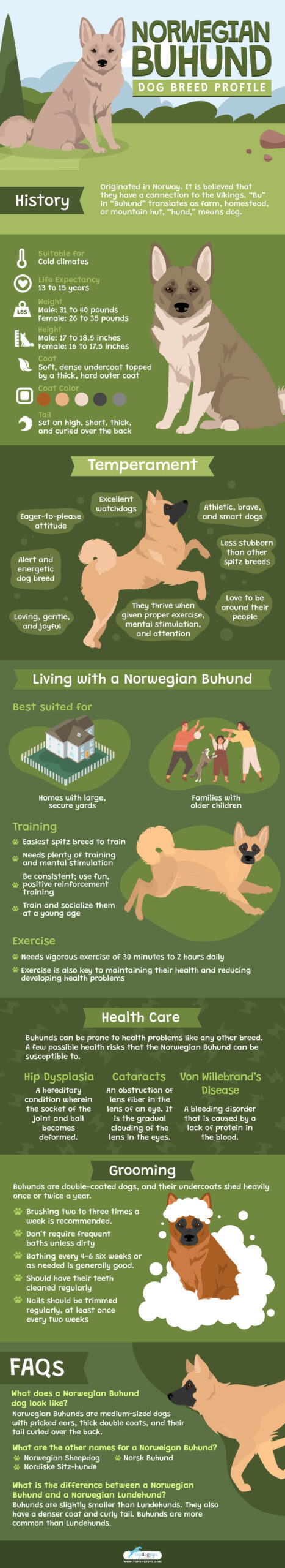 Norwegian Buhund Dog Breed Profile - Infographics