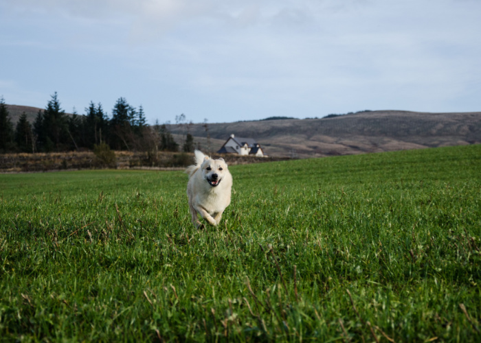 Norwegian Buhund Running