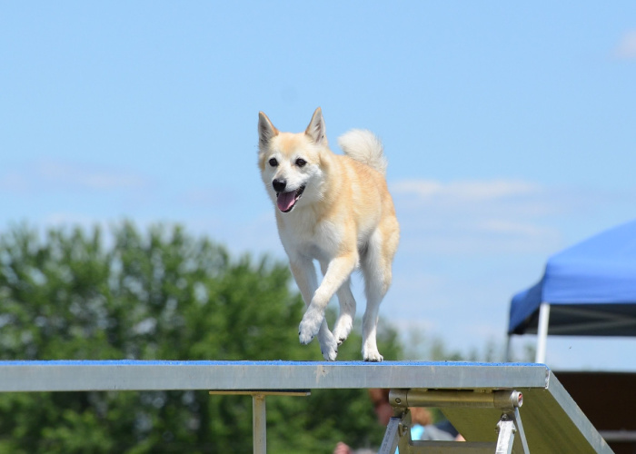 Norwegian Buhund in a Dog park with agility course training 