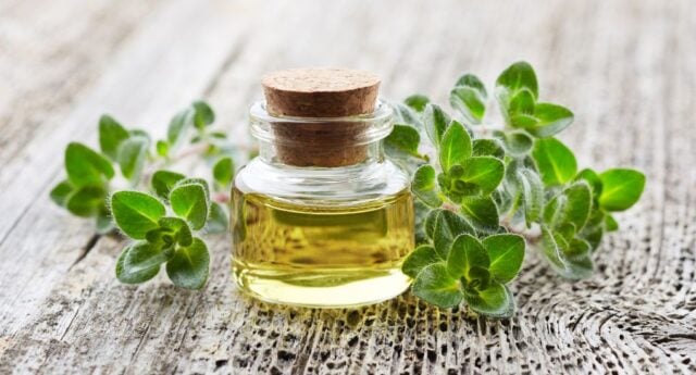 Oregano Oil For Dogs Featured Image