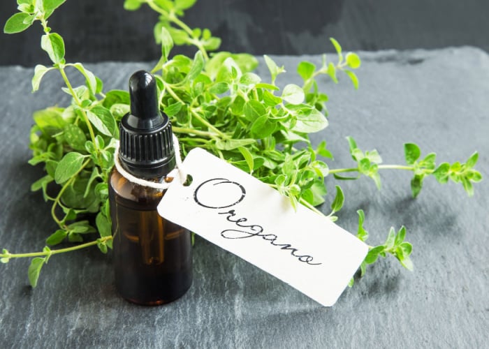 Oregano oil for dogs