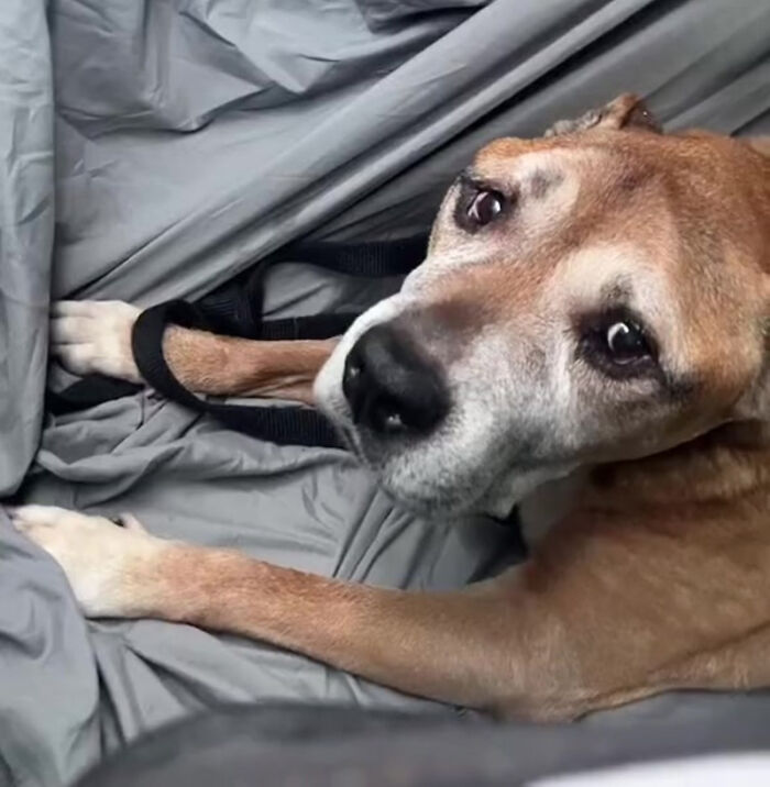 Kane's final car ride to the rainbow bridge