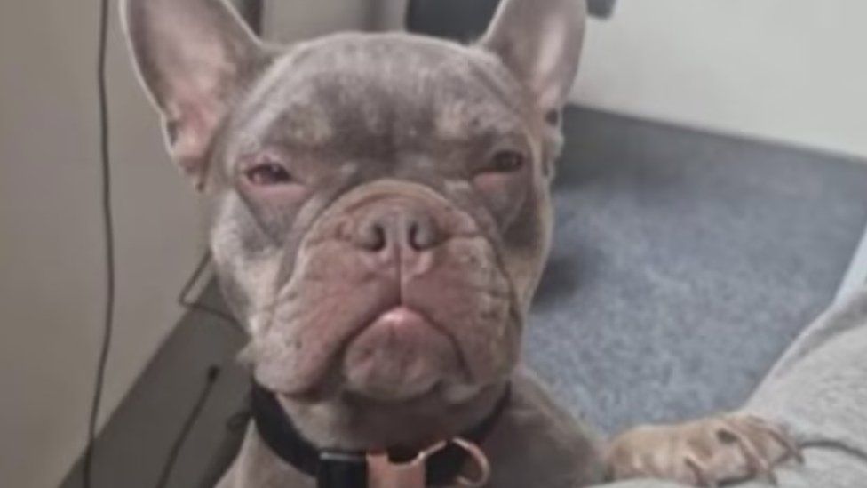 Pearl the French Bulldog Pearl has been reunited with her owners Image by Essex police