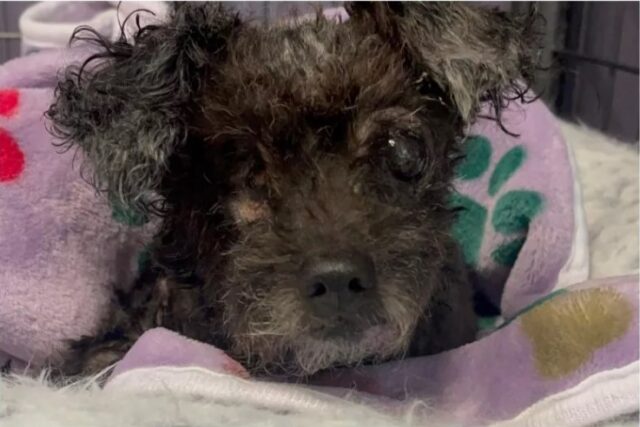 Pearl the one-eyed abandoned pup dumped by owner