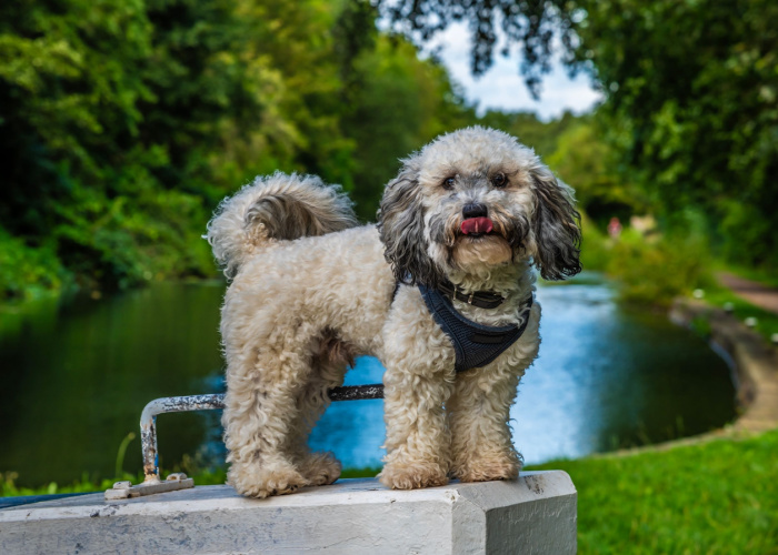 Poochon dog breed