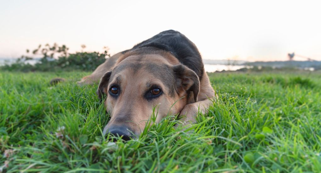 Roundworms in dogs Featured Image