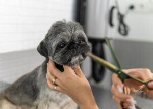 Shih Tzu Puppy Cut