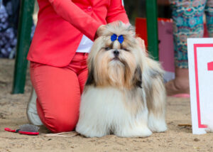 Shih Tzu Show Cut