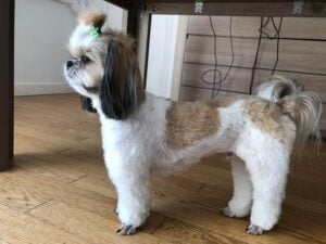 Shih Tzu Summer Cut