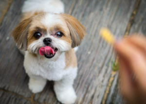 Shih Tzu Teddy Bear Haircut