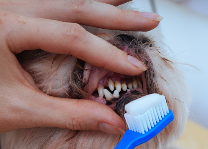 Shih Tzu Teeth Brushing