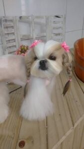 Shih Tzu in pigtails