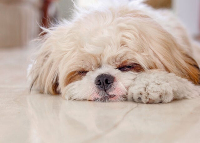 Shih Tzu sleeping habit