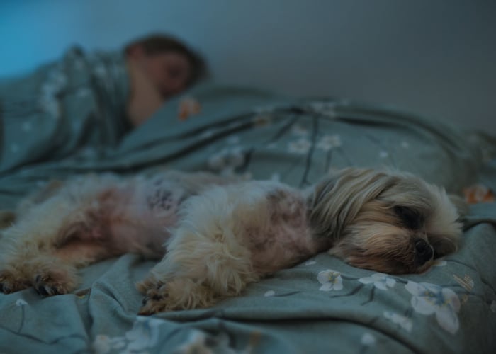 Shih Tzu sleeping on owner's bed