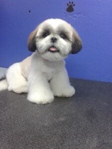 Shih Tzu with Cone Paws Cut