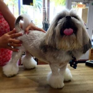 Shih Tzu with Lion Cut