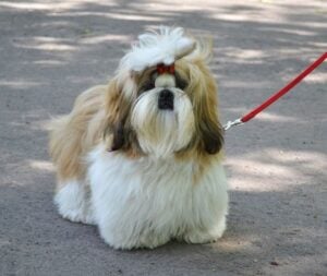 Shih Tzu with medium-length hair