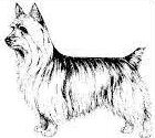 Silky Terrier Club of America logo