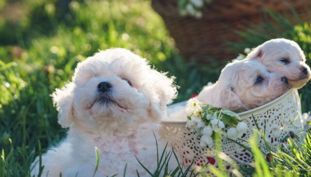 Small White Dog Breeds