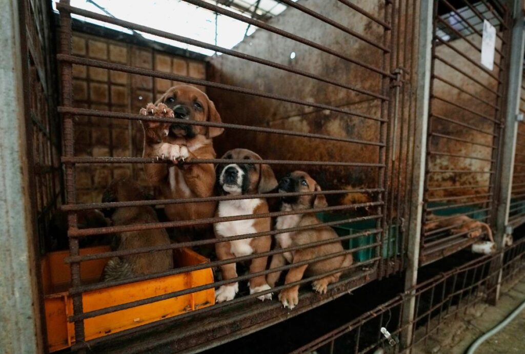 South Korea Dog Meat Farm Puppies (Image by Ahn Young-joon/AP Photo)